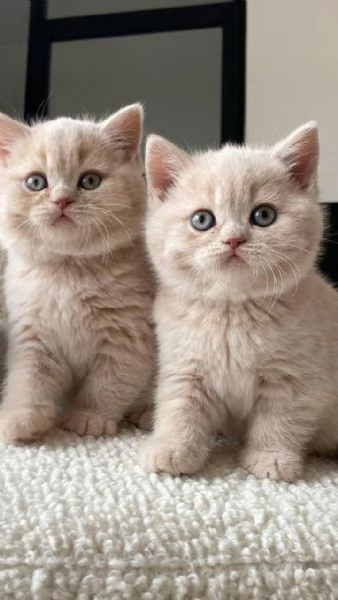 Gatto in adozione gratuita