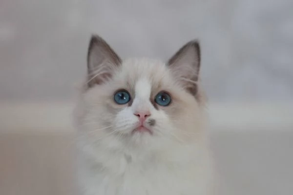 Ragdoll Treasures: Your Perfect Feline Friend | Foto 3