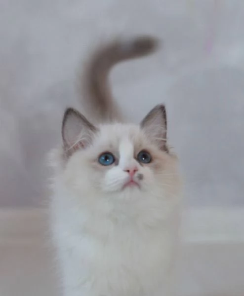 Ragdoll Treasures: Your Perfect Feline Friend | Foto 2
