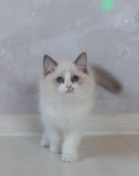 Ragdoll Treasures: Your Perfect Feline Friend | Foto 1