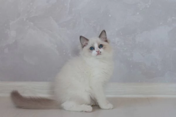 Ragdoll Treasures: Your Perfect Feline Friend | Foto 0