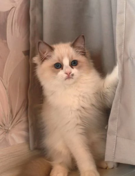 Ragdoll Treasures: Your Perfect Feline Friend