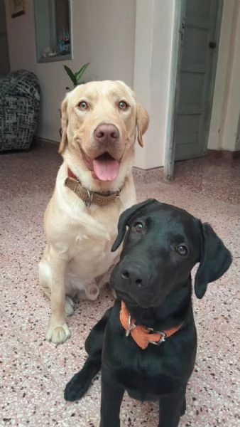 Royal Labrado Retriever: Gentle Companions for Life | Foto 1