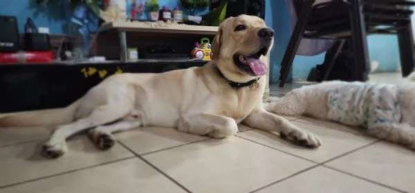 Royal Labrado Retriever: Gentle Companions for Life | Foto 0