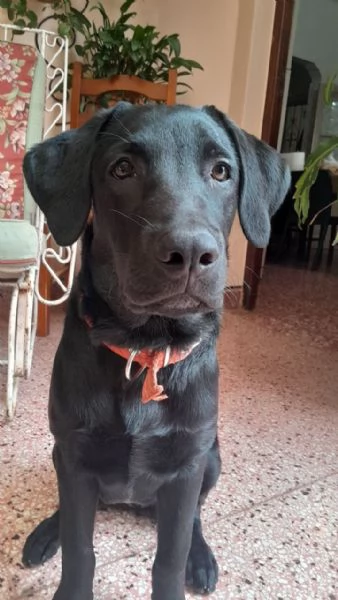 Royal Labrado Retriever: Gentle Companions for Life