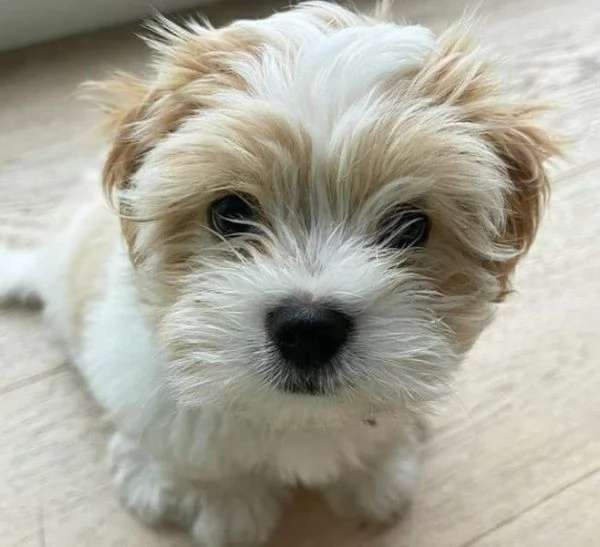 Maltese puppies pure breed | Foto 0