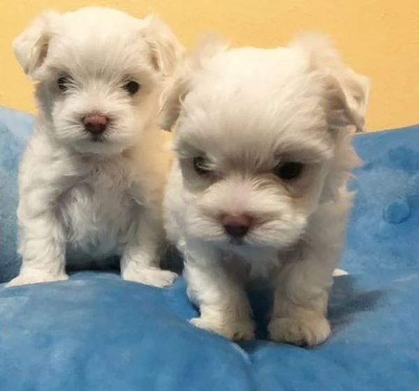 Cuccioli di maltese di razza pura | Foto 1