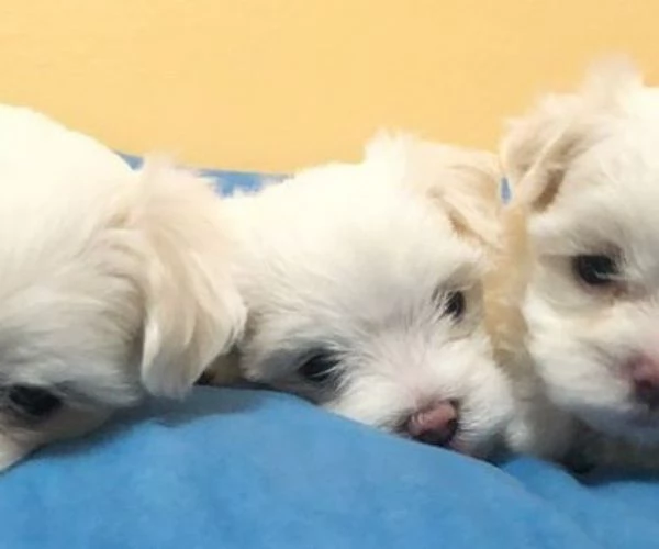 Cuccioli di Maltese di razza pura