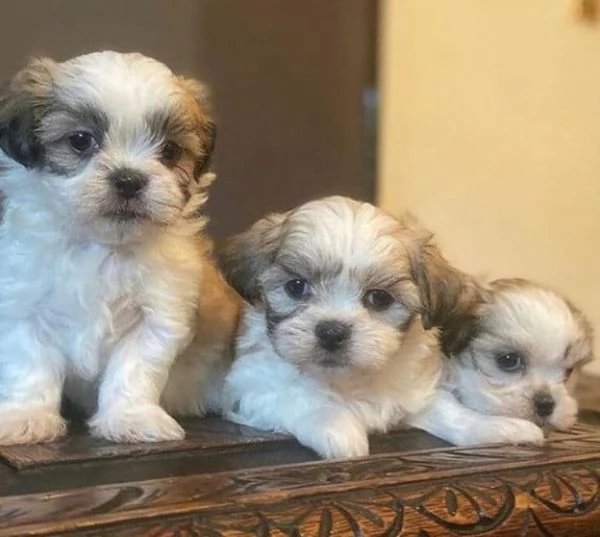 Cuccioli di Maltese di razza pura | Foto 0
