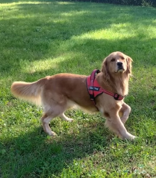 Golden Retriever Americano con Pedigree | Foto 0
