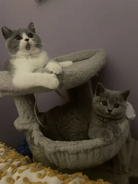 Due British shorthair | Foto 0