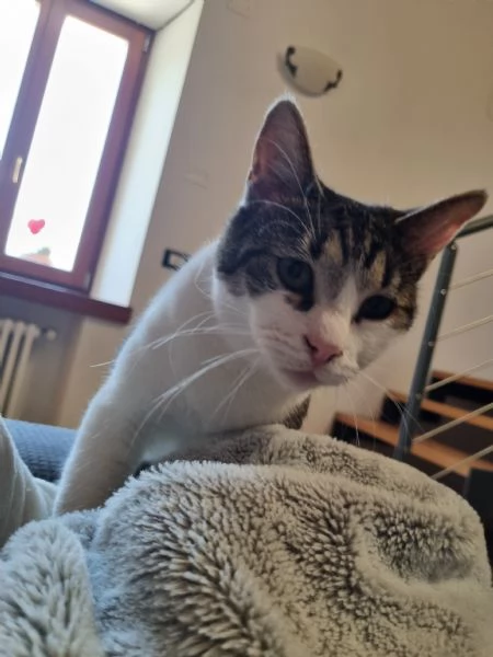 Regalo due gatte (azione responsabile).
