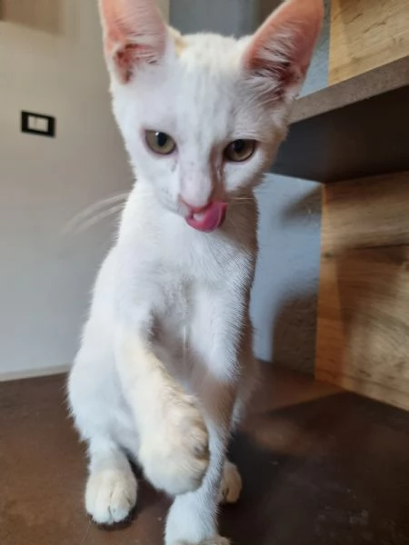 Regalo due gatte (azione responsabile). | Foto 2