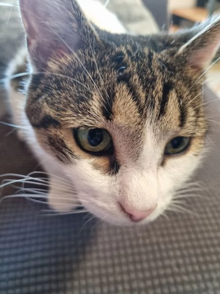 Regalo due gatte (azione responsabile). | Foto 1