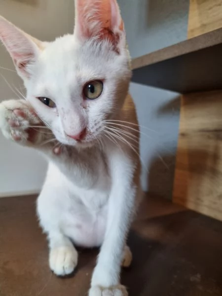 Regalo due gatte (azione responsabile). | Foto 0