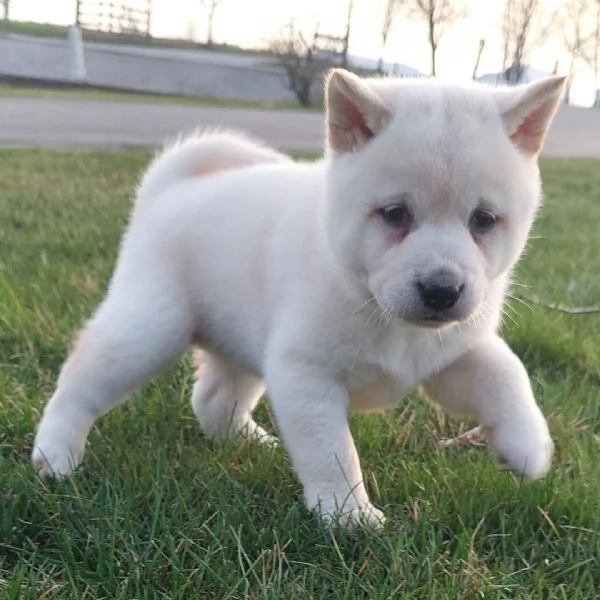  REGALO SHIBA INU | Foto 0