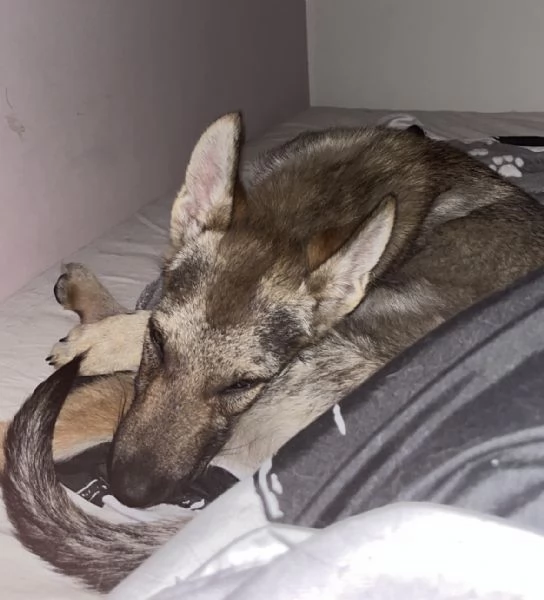 Cane lupo cecoslovacco  | Foto 0