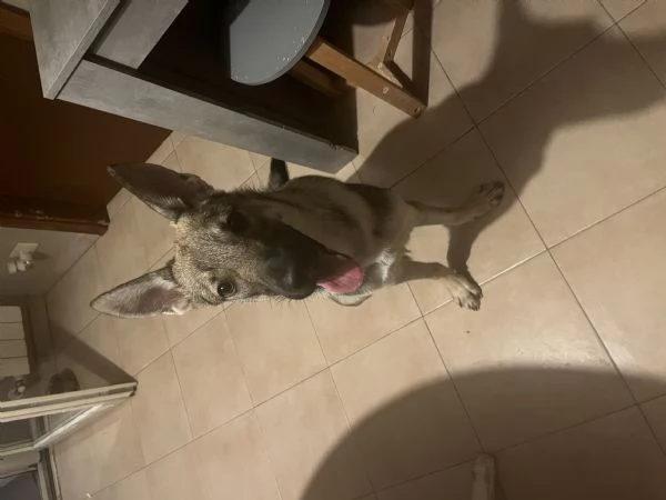 Cane lupo cecoslovacco 