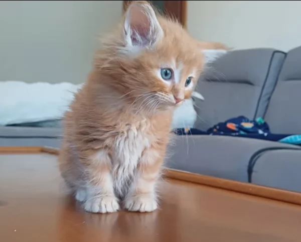 Gattini di Norvegese delle foreste | Foto 0