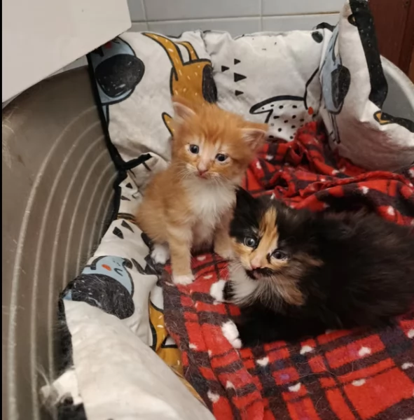 Gattini di Norvegese delle foreste