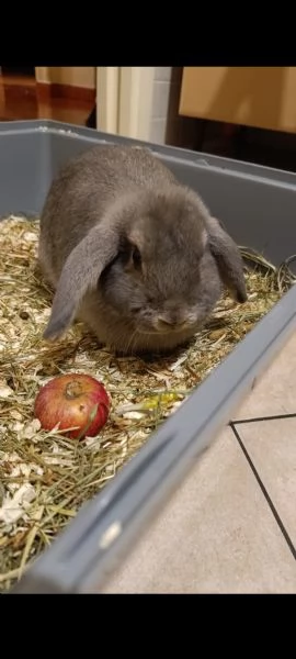 Coniglio nano testa di Ariete 