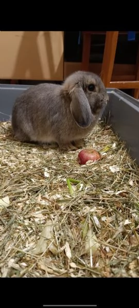 Coniglio nano testa di Ariete  | Foto 2