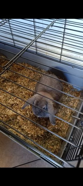 Coniglio nano testa di Ariete  | Foto 1