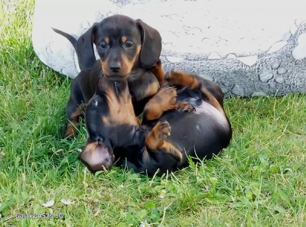 MERAVIGLIOSI CUCCIOLI DI BASSOTTO NANO | Foto 1
