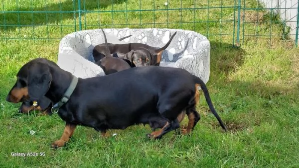 MERAVIGLIOSI CUCCIOLI DI BASSOTTO NANO | Foto 0