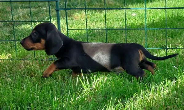 MERAVIGLIOSI CUCCIOLI DI BASSOTTO NANO
