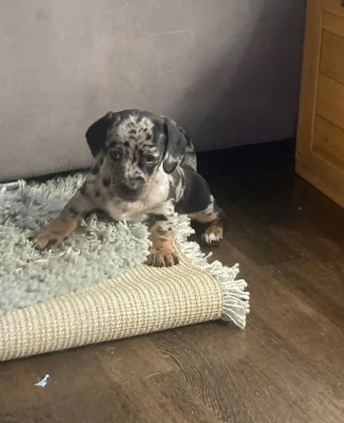 Disponibili cuccioli maschi e femmine di Bassotto Nano | Foto 2