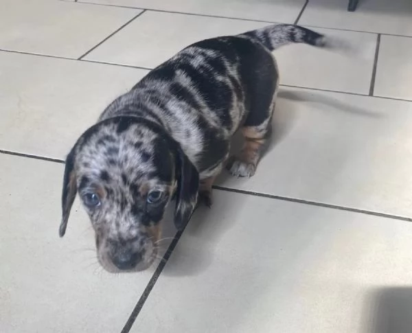 Disponibili cuccioli maschi e femmine di Bassotto Nano | Foto 0