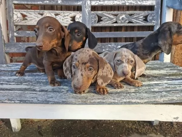 Adorabili cuccioli di bassotto nano color cioccolato e nero focato cercano una famiglia amorevole.