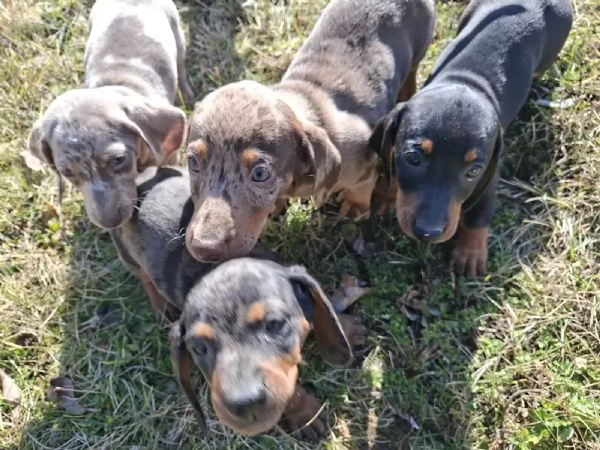 Adorabili cuccioli di bassotto nano color cioccolato e nero focato cercano una famiglia amorevole. | Foto 0