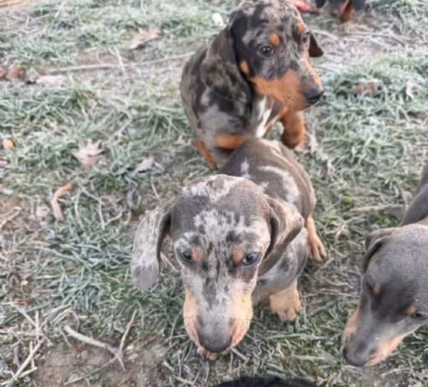 Adorabili cuccioli di bassotto in cerca di una famiglia amorevole. | Foto 2
