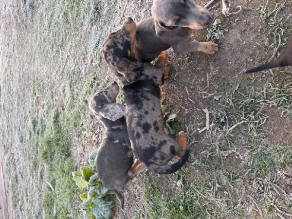 Adorabili cuccioli di bassotto in cerca di una famiglia amorevole. | Foto 1
