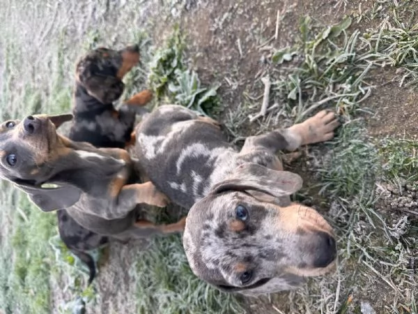 Adorabili cuccioli di bassotto in cerca di una famiglia amorevole. | Foto 0