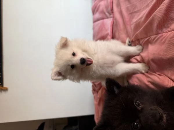 Vendita cuccilo | Foto 0