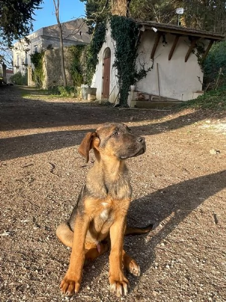 Cucciolo di taglia grande dolcissimo??