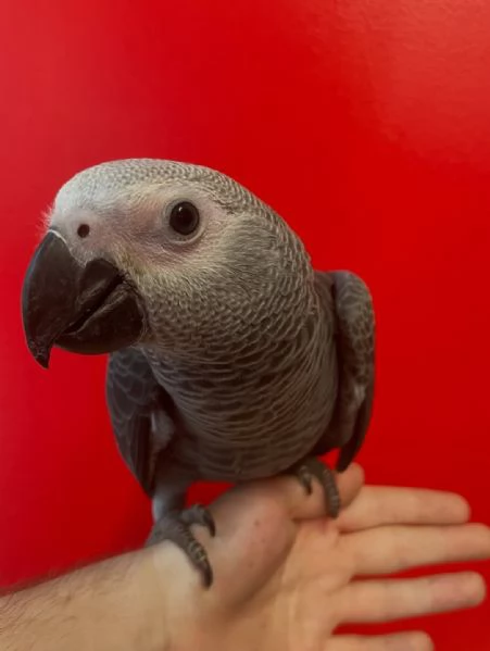 Pappagalli cenerini africani con pedigree disponibili 