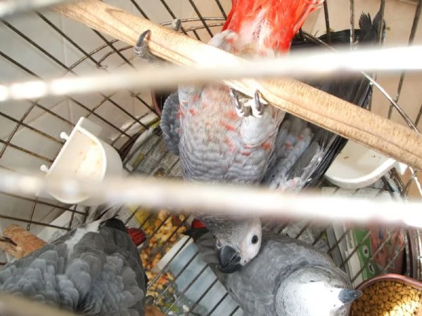Pappagalli cenerini africani con pedigree disponibili  | Foto 0