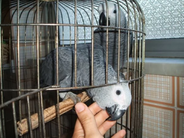 Pappagalli cenerini africani parlanti e uova | Foto 0