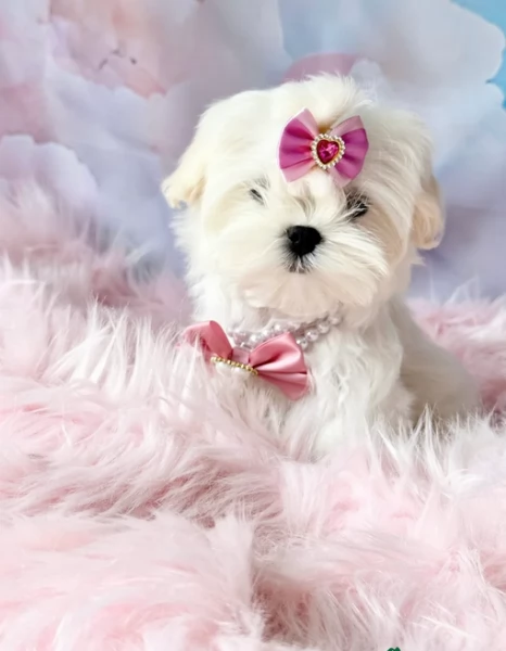 bellissimi maltese per adozione | Foto 6