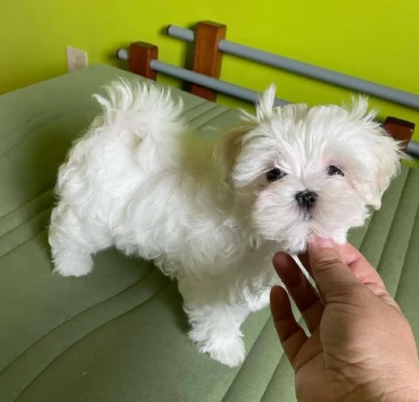 bellissimi maltese per adozione | Foto 2