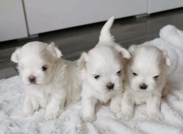 bellissimi maltese per adozione | Foto 5