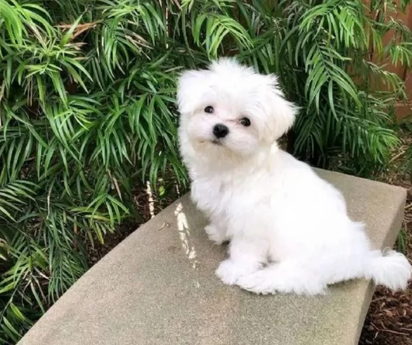bellissimi maltese per adozione | Foto 3