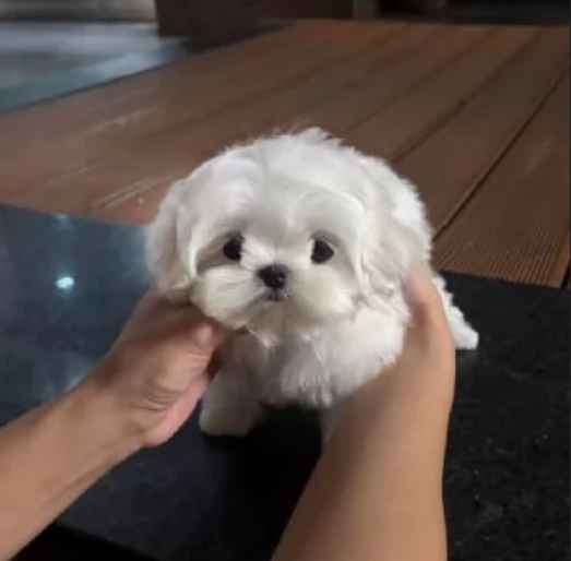 bellissimi maltese per adozione | Foto 1