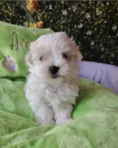 bellissimi maltese per adozione | Foto 0