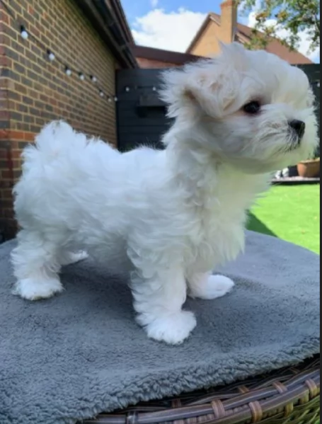 bellissimi maltese per adozione