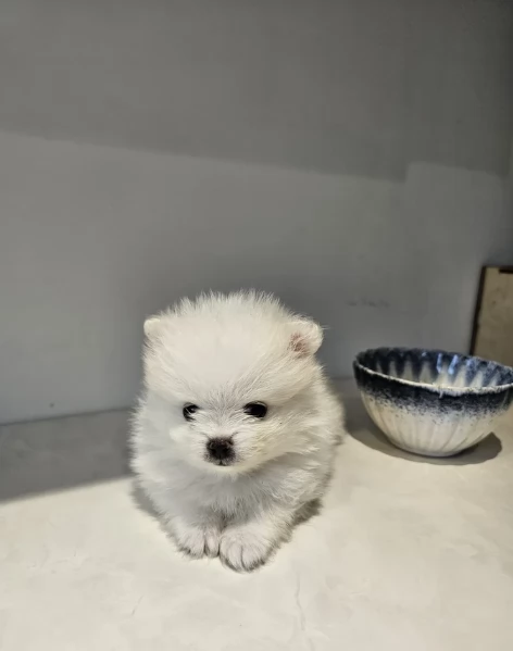 meravigliosi pomeranian maschio e femmina per ladozione | Foto 6